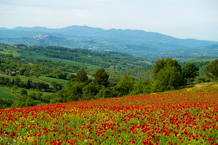 Photos From Umbria ~ April 30th, 2017