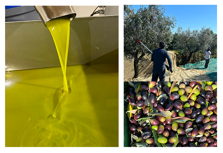 Olive Harvest 2022